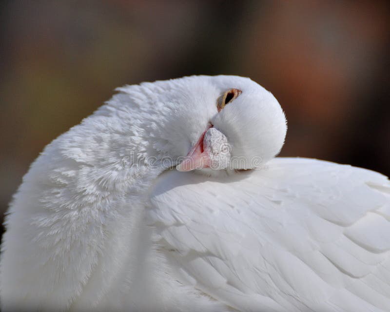 Una sonnolenta colomba bianca con la sua testa appoggiata sulla schiena.